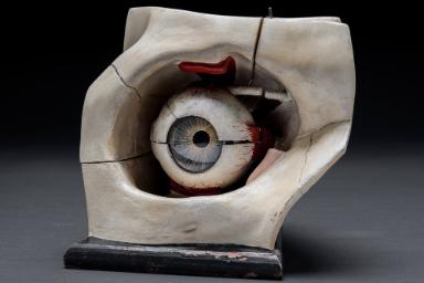 Medizinisches Modell eines Auges