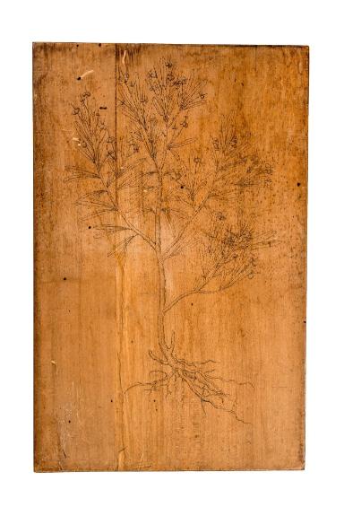 Tübinger Kräuterbuch-Tafeln: Zwergölbaum