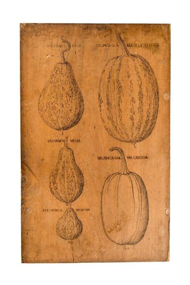 Tübinger Kräuterbuch-Tafeln: Zierkürbis und Moschuskürbis