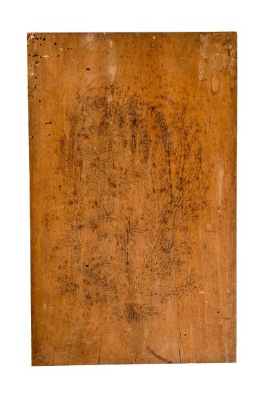 Tübinger Kräuterbuch-Tafeln: Strauchglasschmalz