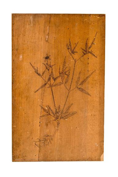 Tübinger Kräuterbuch-Tafeln: Clematis angustifolia