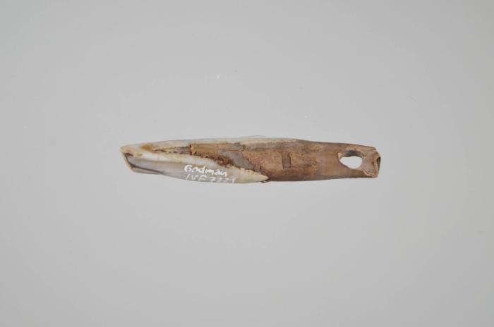 Gefälschtes Knochenartefakt