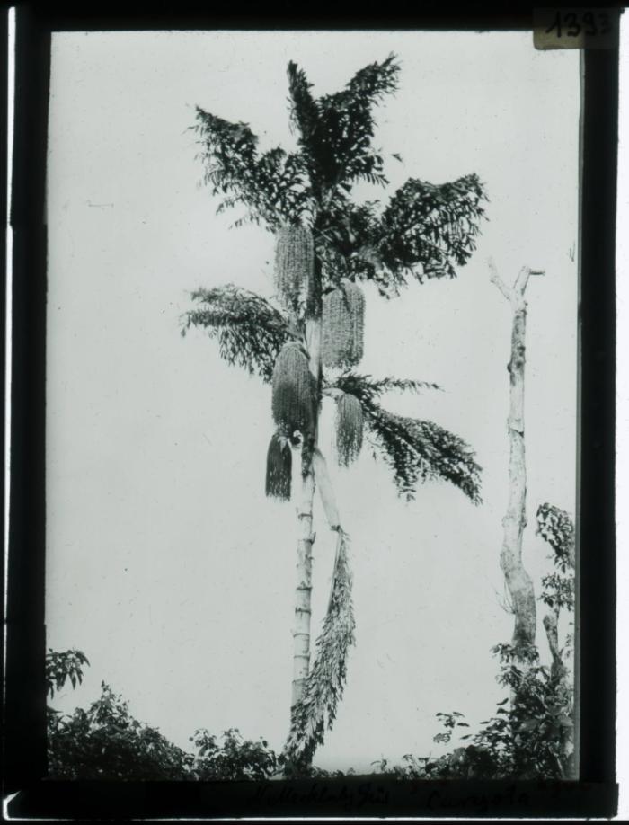 Palme im Süden Neuirlands