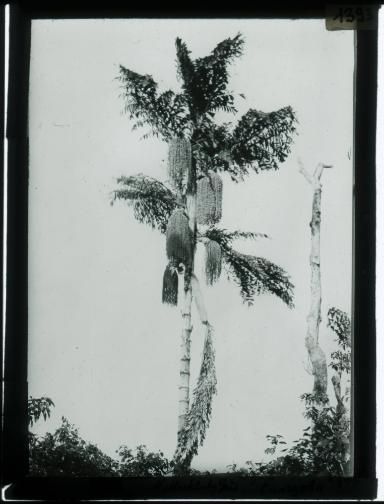 Palme im Süden Neuirlands