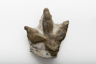 Dinosaurierfährte von Iguanodon