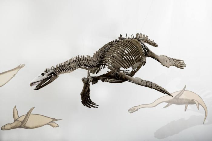 Cryptoclidus eurymerus