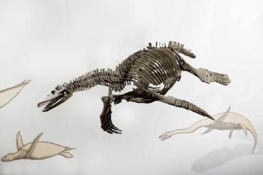 Cryptoclidus eurymerus