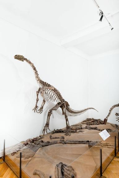 Plateosaurus engelhardti