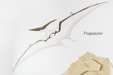 Pteranodon ingens
