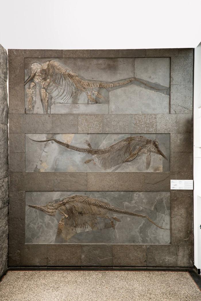 Ichthyosaurier (Stenopterygius)