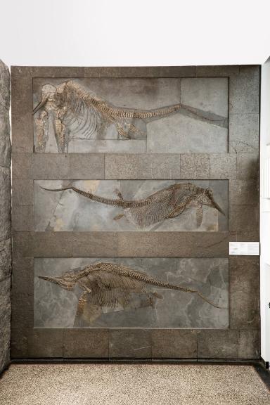 Ichthyosaurier (Stenopterygius)