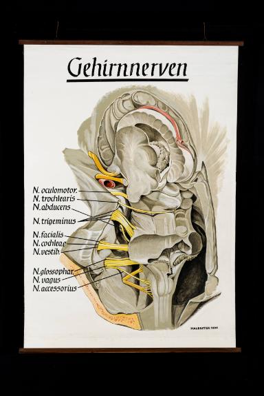 Anatomie der "Gehirnnerven" am Austritt aus dem Hirnstamm