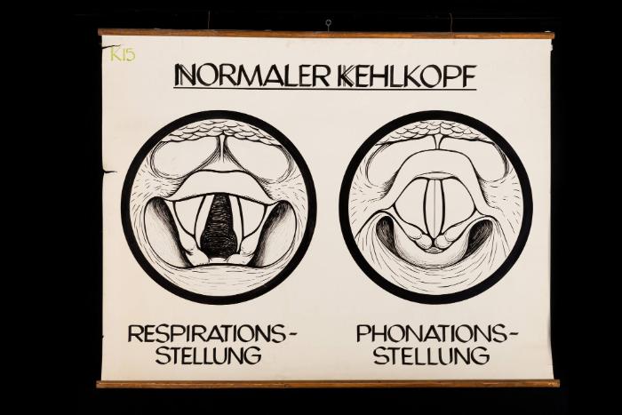Funktionelles Schema des normalen Kehlkopfs in Atem- und Stimmbildungsstellung