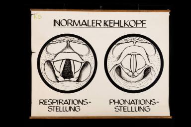 Funktionelles Schema des normalen Kehlkopfs in Atem- und Stimmbildungsstellung