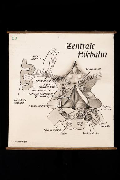 Zentrale Hörbahn