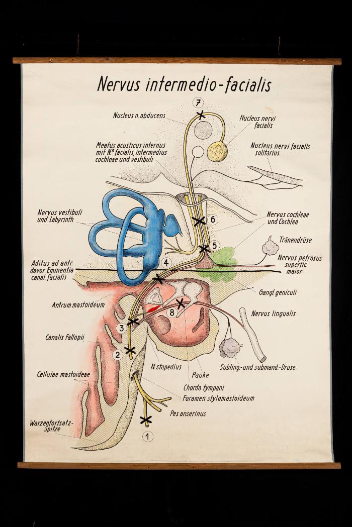 Nervus intermedio-facialis