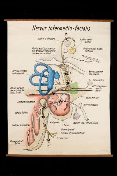 Nervus intermedio-facialis