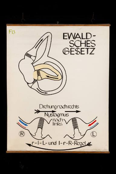 Ewaldsches Gesetz