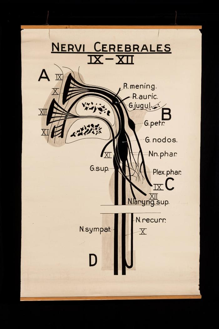 Der schematische Verlauf der kaudalen Hirnnerven, "Nervi Cerebrales IX-XII"
