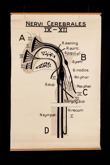 Der schematische Verlauf der kaudalen Hirnnerven, "Nervi Cerebrales IX-XII"