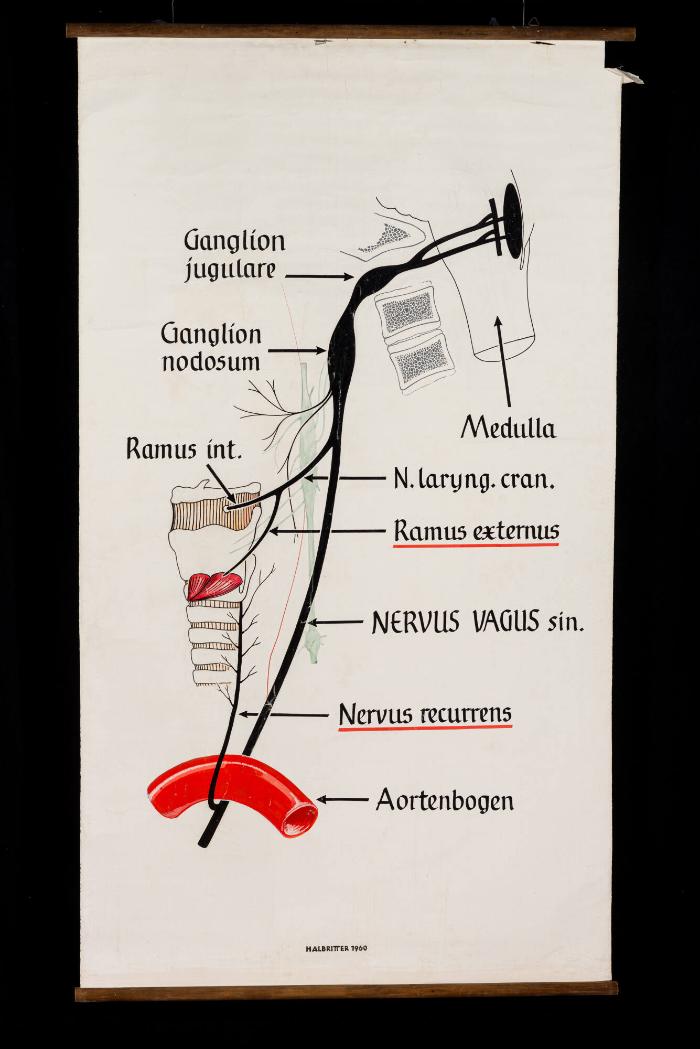 Schema der Ganglien und Nervenverlaufs des linken Nervus Vagus