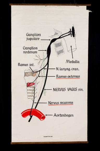 Schema der Ganglien und Nervenverlaufs des linken Nervus Vagus