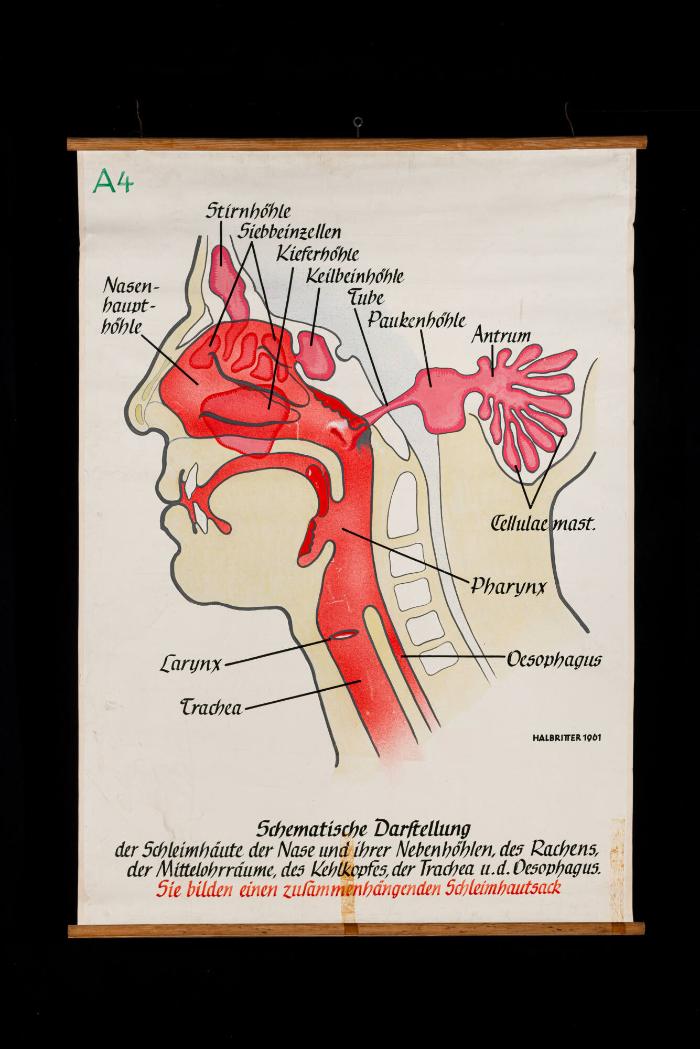 Schematische Darstellung der Schleimhäute der Nase und Nebenhöhlen