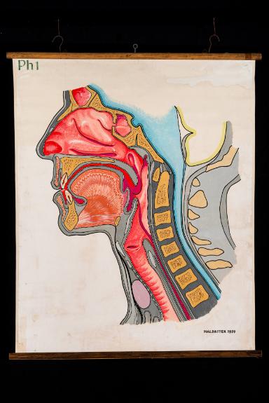 Anatomischer Paramedianer Sagitalschnitt (Längsschnitt durch das Kopf-Hals-Gebiet)