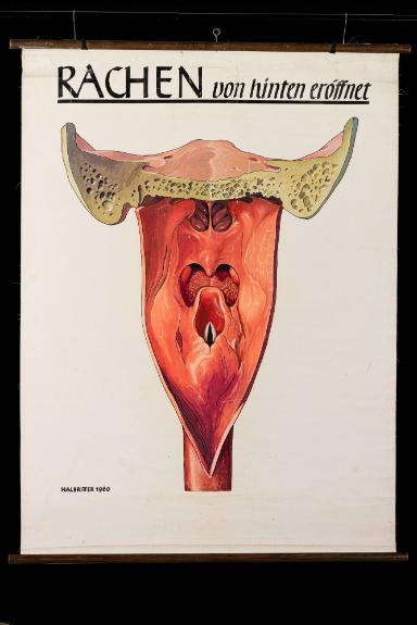 Anatomische Darstellung des normalen Rachens (Pharynx) von hinten eröffnet