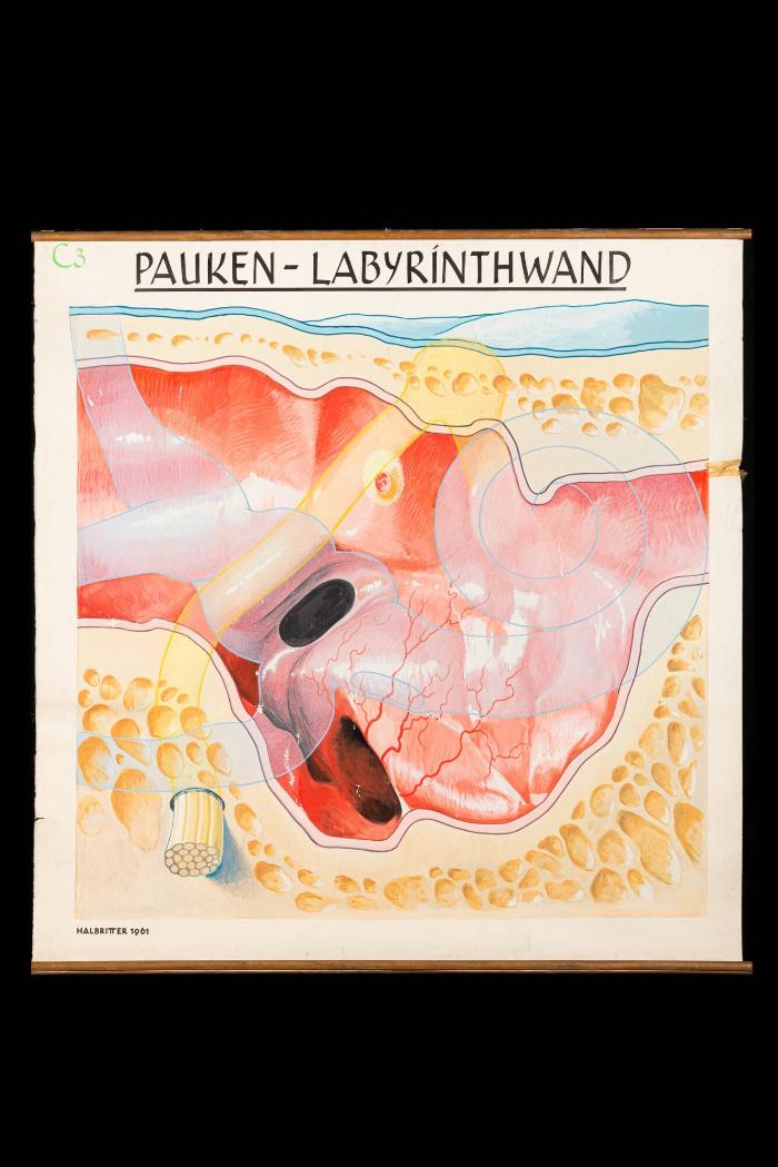 Pauken-Labyrinthwand