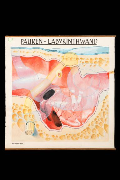 Pauken-Labyrinthwand
