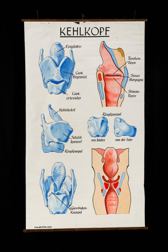Anatomische Darstellung des Kehlkopfs (Larynx)