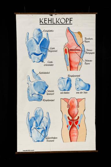 Anatomische Darstellung des Kehlkopfs (Larynx)