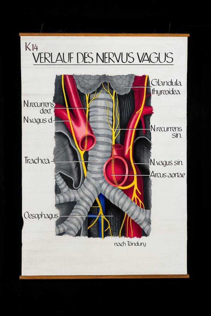 Der zervikale und thorakale Verlauf des Nervus Vagus (X) nach Töndury