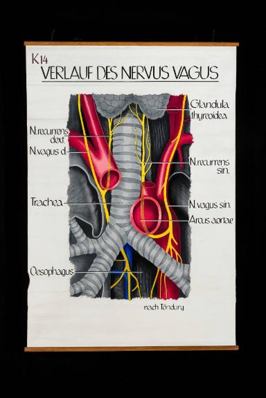 Der zervikale und thorakale Verlauf des Nervus Vagus (X) nach Töndury