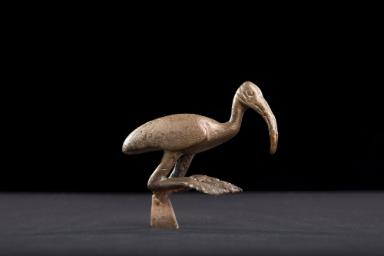 Ibis