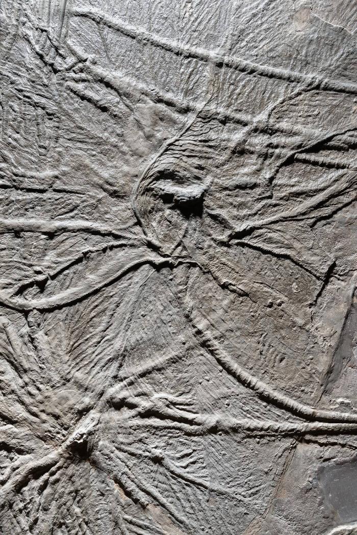 "Schwäbisches Medusenhaupt"
