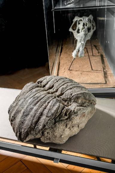 Proganochelys quenstedtii; Steinkern (Reptilia, Testudinata)
