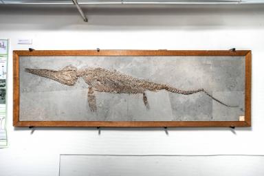 Stenopterygius triscissus (Ichthyosaurier)