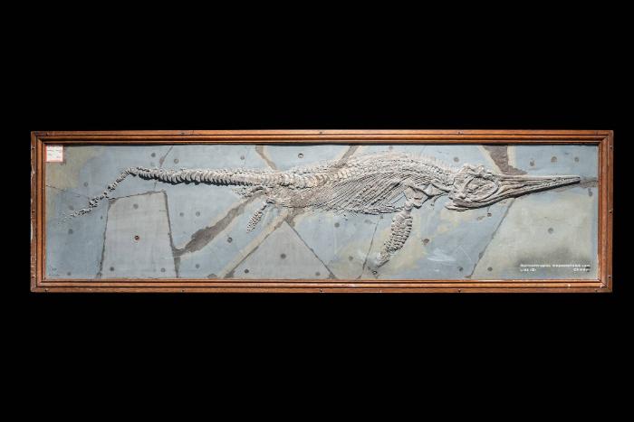 Stenopterygius megacephalus (Ichthyosaurier)