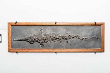 Stenopterygius quadriscissus (Ichthyosaurier)