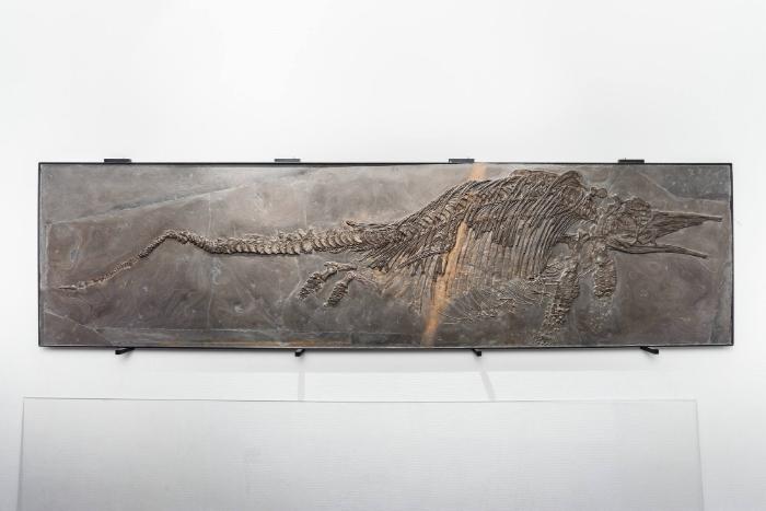 Stenopterygius quadriscissus (Ichthyosaurier)