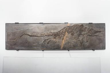 Stenopterygius quadriscissus (Ichthyosaurier)