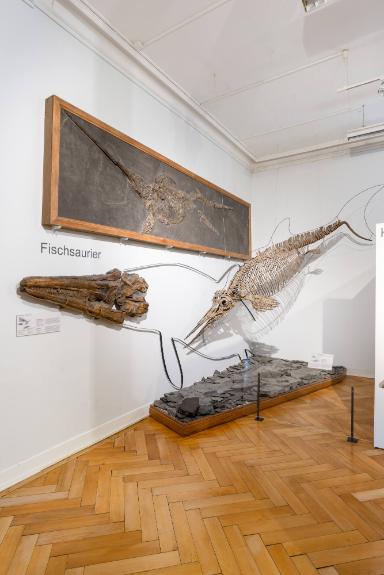 Temnodontosaurus trigonodon (Ichthyosaurier)