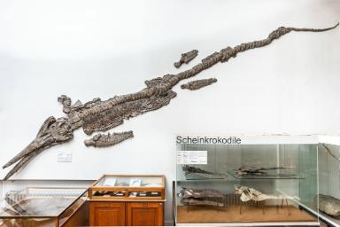 Temnodontosaurus trigonodon (Ichthyosaurier)