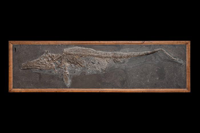Stenopterygius triscissus (Ichthyosaurier)