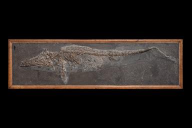 Stenopterygius triscissus (Ichthyosaurier)