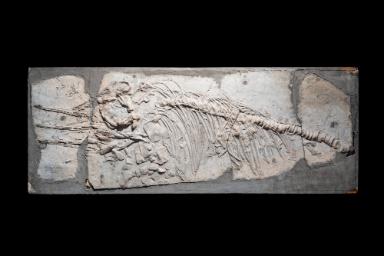 Stenopterygius zetlandicus (Ichthyosaurier)