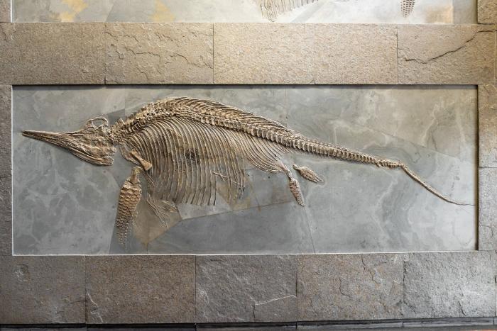 Stenopterygius uniter (Ichthyosaurier)