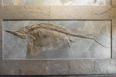 Stenopterygius uniter (Ichthyosaurier)